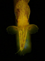 Female ribbon eel 